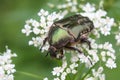 Cetonia aurata or Rose Chafer beetle Ã¢â¬â beautiful green bug